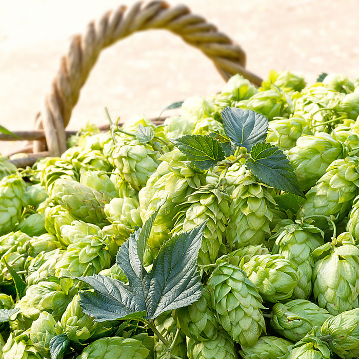 Home Grown Hops - Part 2 of 3: Second year plants and drying techniques.