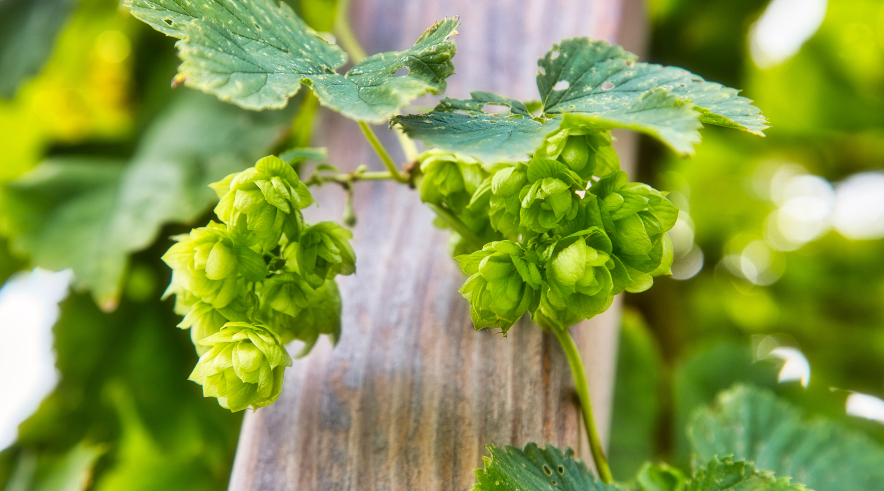 Home Grown Hops - Topp's Hops