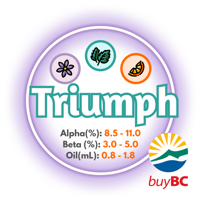A graphic showing the brewing values of Canadian Grown Triumph Hops, circled in purple with a white background and a logo in the right bottom corner, indicating the product is Buy BC certified.
