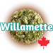 A close-up image of whole cone Canadian Grown Willamette hops, predominantly green in colour, with the name 'Willamette' displayed prominently and a maple leaf in the right bottom corner.