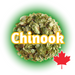 A bundle of dried Canadian Grown Chinook hops cones with a label indicating the variety and a Canadian flag, showing the product is from Canada.