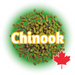 A graphic representation of Canadian Grown Chinook hops pellets with the name 'Chinook' written across and a Canadian maple leaf at the bottom right.
