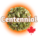 A graphic representation of Canadian Grown Centennial Hops in  Whole Cone form with the hop variety name 'Centennial' displayed prominently in the image. A Canadian maple leaf icon is also present, indicating the hop's origin.