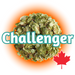 A close-up image of dried Canadian Grown Challenger hops in whole cone form, predominantly green in colour with a text overlay of 'Challenger' and a Canadian maple leaf icon, indicated place of origin.