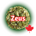 A dried hop cone with the name 'Zeus' printed on it, against a background featuring a Canadian maple leaf. Canadian Grown CTZ (Zeus) hops.