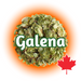 A close-up image of dried Canadian Grown Galena hops cones with leaves and a maple leaf, indicating the country of origin.