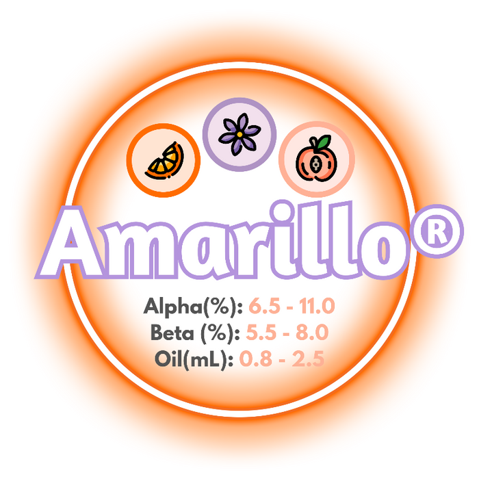 A graphic showing the brewing values of Amarillo® Hops, circled in orange on a white background.