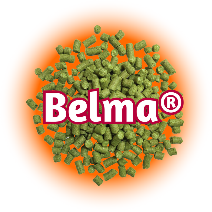 Green Belma® Hops T90 pellets on a bed of orange on a white background.