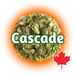 A graphic representation of whole cone Canadian Grown Cascade hops with the name 'Cascade' written across and a Canadian maple leaf symbol in the bottom right corner.