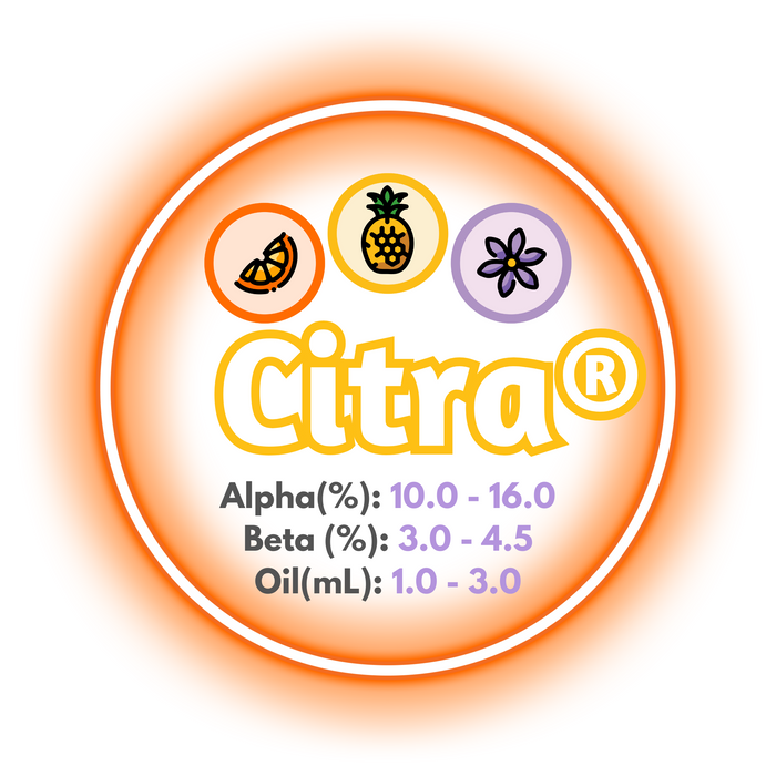 A graphic showing the brewing values of Citra® Hops, in a circle of orange on a white background.