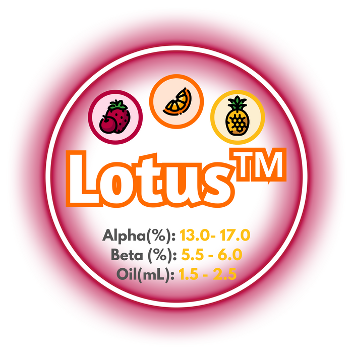 A graph showing the brewing values of US Lotus™ Hops, ringed in a deep reddish pink, on a white background.