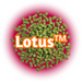A close-up image of US Lotus™ Hops Pellets, which are small, greenish hop pellets with the brand name 'LOTUS' displayed in the centre against a red/pink background.