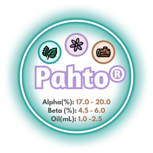 A graphic showing the brewing values of US Pahto® hops, surrounded by a teal ring on a white background