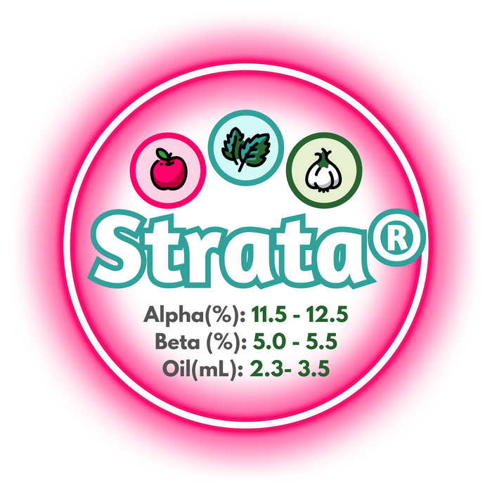 A graphic showing the brewing values of US Strata® Hops, circled in a hot pink ring on a white background.
