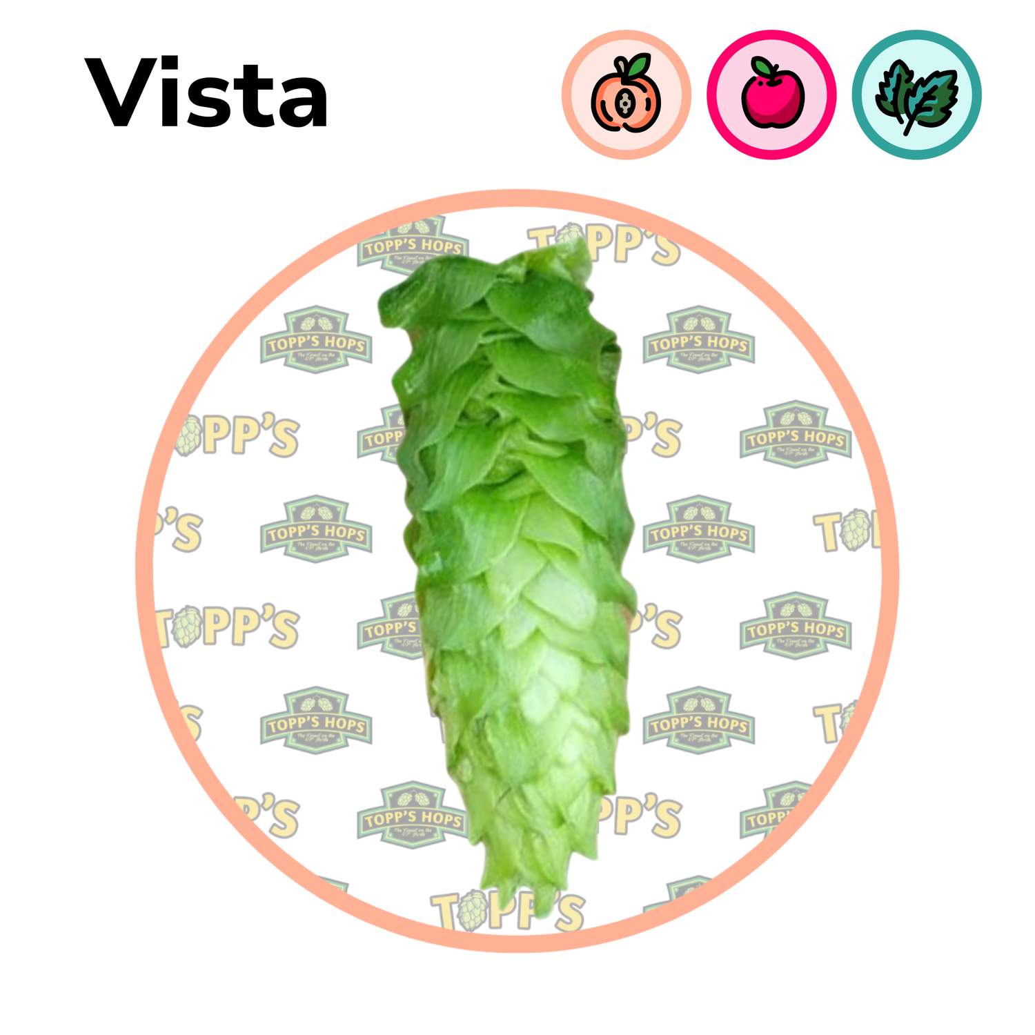 Green hop cone of Topp's Homegrown Vista and the logo in the background.