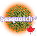A pile of green Canadian Grown Sasquatch® Hops T90 pellets with the Sasquatch logo in purple and a red Canadian maple leaf on the bottom right.
