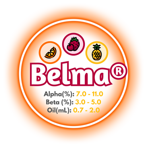 A graphic showing the brewing values of Belma® Hops, ringed in orange on a white background.
