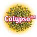 Green US Calypso™ Hops T90 pellets on top of yellow, with a white background.
