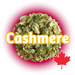 A cluster of green Canadian Grown Cashmere hops in Whole Cone form, with a red maple leaf, depicting country of origin.