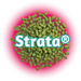 An image of green US Strata® Hops pellets on a bed of hot pink, with outlined green registered name of 'Strata' in the centre on a white background.